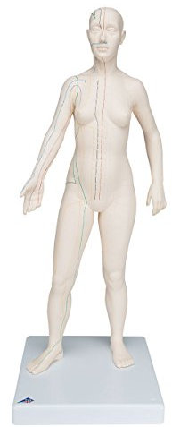 3B Scientific Akupunktur-Figur, weiblich