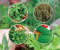 ellelui - Lot de graines herbes aromatiques à faire pousser Basilic grand vert Ciboulette Persil commun Thym d'hiver