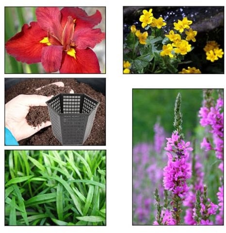 Lincolnshire Pond Plants Ltd - XS Iris Pack - 3 Marginal Plants & 1 Oxygenating Plant - Live Water Plant Aquatic Pond Lake Marginal (Red Iris)