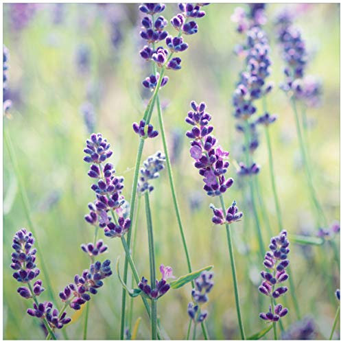 Wallario Glasbild Lila Blumenfreude - Violette Pflanzen auf der Wiese - 55 x 55 cm Wandbilder Glas in Premium-Qualität: Brillante Farben, freischwebende Optik