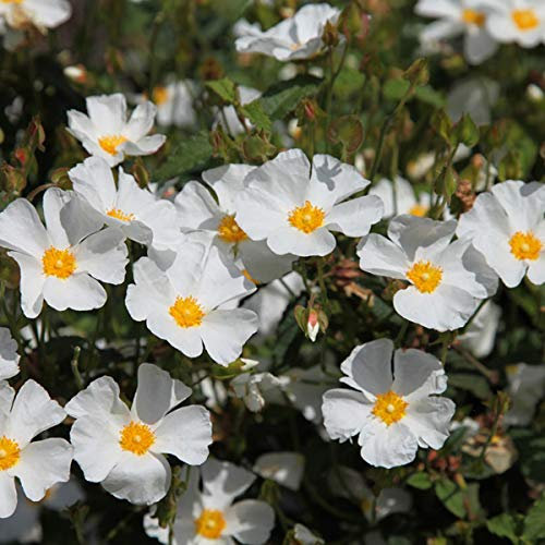 China Losbaum - Cistus Corbariensis - 20-25 cm Topf - Weiße Blüten, attraktiv für Schmetterlinge