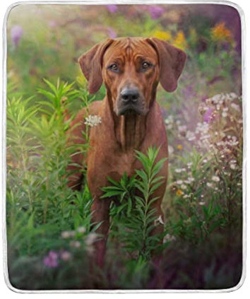 AAHENPAI Bedruckte Decke, Rhodesian Ridgeback, weiches Bett, Couch, Sofa, Überwurf, 127 x 152,4 cm, für Kinder und Frauen