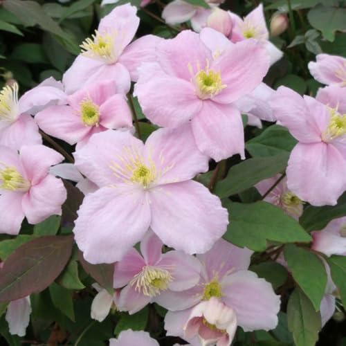 Clematis Montana 'Mayleen' - Mile-a-Minute Rapid-Growing Climbing Shrub with Scented Pink Blooms and Bronze Foliage - 1x 7cm Pot + Flowerpot & Saucer by Thompson & Morgan