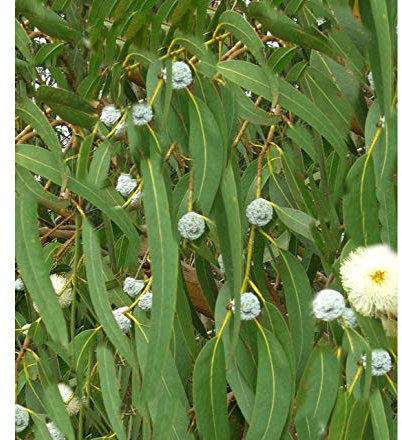 Eucalyptus globulus 20 semi Tasmanian Blue Gum Evergreen Fiori Bianchi aromatici lascia mehr NOTO sorte prospera Nella maggior Teil der Gartenmethoden