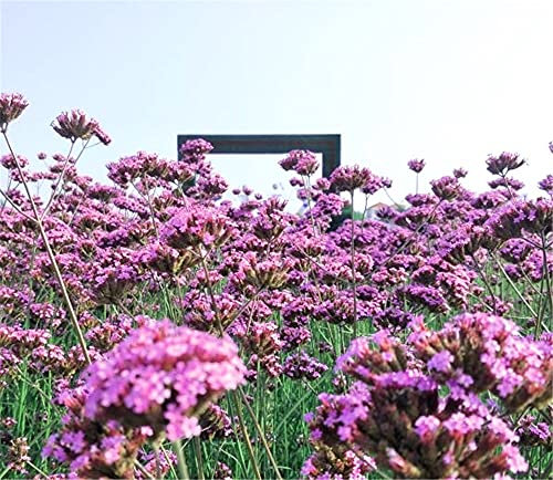 Verbene-Samen – schöne exotische Pflanzen, dekorative Zierpflanzen mit hohem Zierwert für den Garten, die mehr als ein halbes Jahr lang wachsen – 100 Stück
