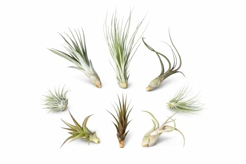Tillandsien 8er Mix – 8 verschiedene Luftpflanzen (5–22 cm) | Tillandsia Set | Pflegeleicht, ohne Erde | Luftpflanzen Deko für Zuhause, Terrarium & Büro | inkl. Pflegeanleitung