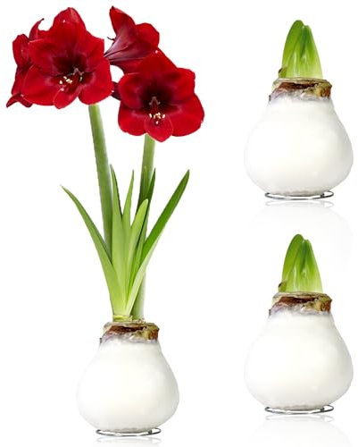 Amaryllis in Wachs Weiß - 2 Wachsamaryllis Blumenzwiebeln - Wax Amaryllis Zwiebel in Großformat 26/28 - Mischung von echte Pflanzen aus Holland - Hippeastrum (keine Samen, nicht künstlich)