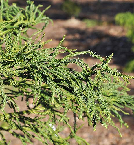 Sicheltanne Rasen 40-60cm - Cryptomeria japonica