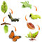 HENGBIRD 8 Stücke Schmetterling Lebenszyklus Spielzeugfiguren und Motte Figur aus Raupe zu Schmetterling Wachstumszyklus Kit Montessori Spielzeug Lernwerkzeuge Schule Projekt für Kinder 3-8 Jahre alt