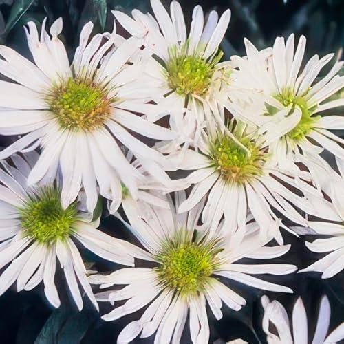 Aster ageratoides 'Ashvi' – 24 Pflanzen – weiße Herbstaster – blühfreudig – Ø9cm – 10–25cm – pflegeleicht – winterhart – Sonnengarten