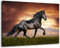 Schwarzes Pferd, Leinwand Bild, Format:60x40 cm, Bild auf Leinwand bespannt, riesige XXL Bilder komplett und fertig gerahmt mit Keilrahmen, Kunstdruck auf Wand Bild mit Rahmen, günstiger als Gemälde oder Bild, kein Poster oder Plakat