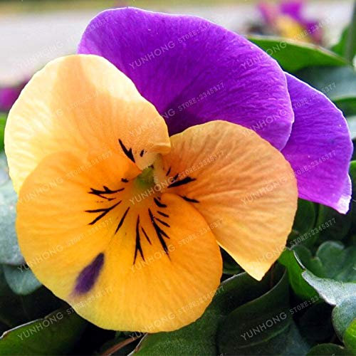 Sumpf frisch 100 Stück Stiefmütterchen gewellte Viola Tricolor Blumensamen zum Pflanzen von violetter Orange