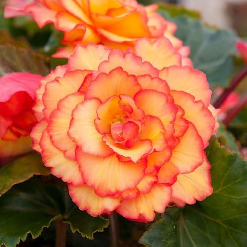70pcs of Begonia maculata Plant Seeds,Green
