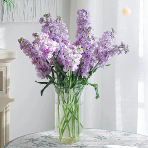 500 pcs levkojen samen mehrjährig dekoration wohnzimmer saat blumenwiese Matthiola incana,usambaraveilchen frühlingsblumen zimmerpflanzen wenig lichtbedarf bienenfreundliche blumensamen