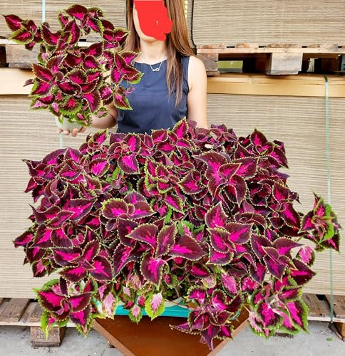 POWERS TO FLOWERS - COLEUS FOGLIA ROSSA/FUCSIA, 2 PIANTE, VASO 14CM DIAMETRO, piante vere