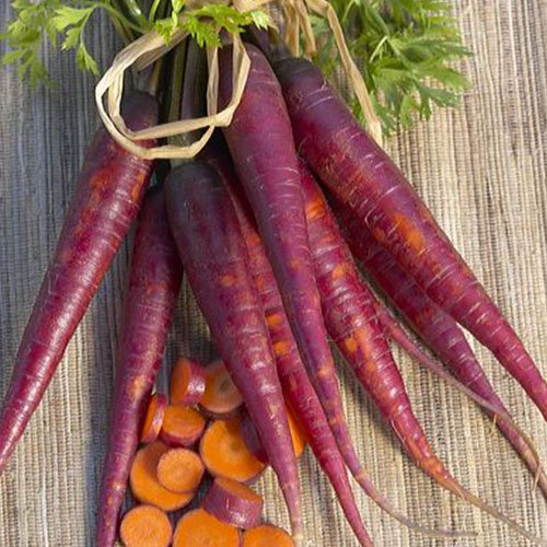 CAROTA PORPORA NR.200 SEMI