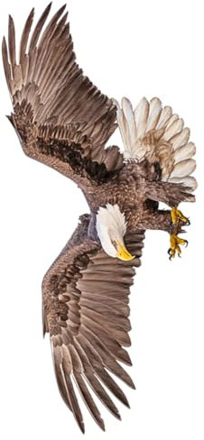 PRETYZOOM Eagle Wandtattoo Realistischer Adler Wandaufkleber Pvc Dekorative Sticker FüR Wohnzimmer BüRo