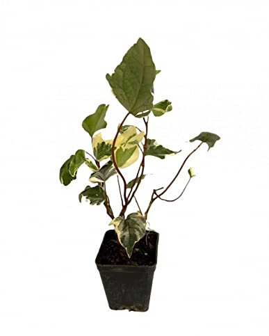 Pianta Edera Algeriensis Vaso 7cm