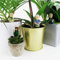 Gift Republic - Attenborough Explorers Plant Markers - These Attenborough Explorers Will Look After Your Plants, 9.5x14.5x3.5 cm, Green