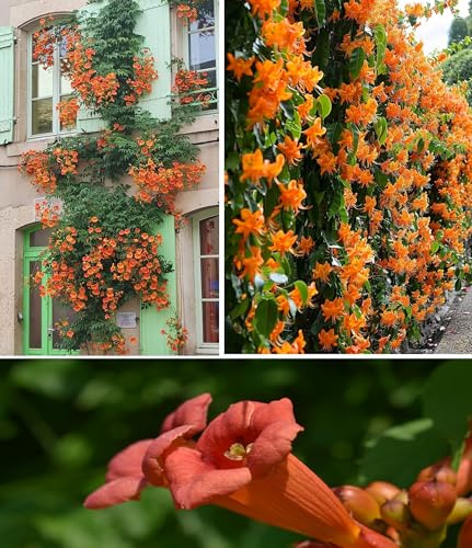 Trumpet Vine Seeds | Campsis Radicans | 50+ Seeds