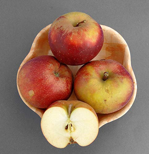 Apfelbaum Roter Boskoop 60-80cm - Winterapfel süßsauer