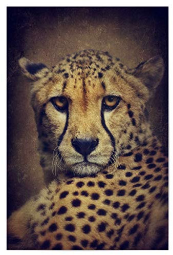 artboxONE Poster 30x20 cm Tiere Gepardinnen Portrait hochwertiger Design Kunstdruck - Bild Gepard Gepard gepardin