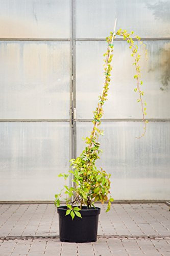 Wilder Wein Engelmannii 80-100 cm Busch für Sonne-Halbschatten Heckenpflanze grünes Laub Gartenpflanze winterhart