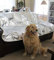 Enthusiast Gear Pet Repellent Mat - Non Electric Cat & Dog Deterrent Mat - Keeps Pets' Paws Away From Furniture