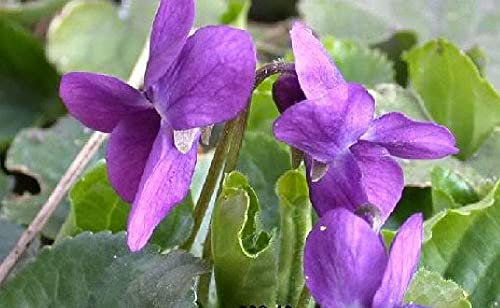 Viridis Hortus - Viola odorata Queen Charlotte 100 Flower Seeds Hardy Perennial - Extremely Fragrant