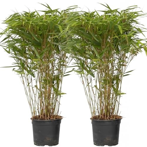 GardenersDream Lot 2 Bambous Fargesia Nitida Gansu – Bambou Rustique Persistant Non Invasif – Chaumes Violet Foncé Brise-Vue Jardin Terrasse – Hauteur 20-30 cm Pot 14 cm