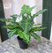 Licht & Grün exclusive Kunstpflanzen Künstliche Nephthytis Pflanze getopft ca. 45cm Top Qualität