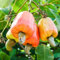 Anacardio di Apple, Anacardium occidentale, Rare pianta tropicale Albero 5 Seeds