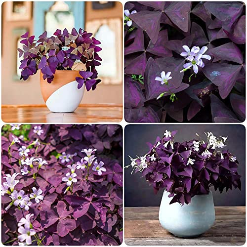 6 pcs oxalis zwiebeln - balkonpflanzen winterhart Oxalis triangularis,Kleeblätter,Glücksklee pflanzen deko frühlingsblumen zwiebeln deko büro frühblüher zwiebeln hydrokultur