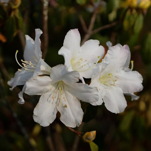 Azalea Japonica ‘White’ - Hardy Shrub - Crisp White Flowering - Evergreen Glossy Foliage - Easy to Grow Your Own - Ideal - Low Maintenance - 1x 17cm Potted Plants by Thompson and Morgan