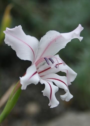 Schwertlilie Gladiolus Floribundus Blumensamen, Weiße Blüten mit Rosa Streifen, 10 Samen für Garten und Beet