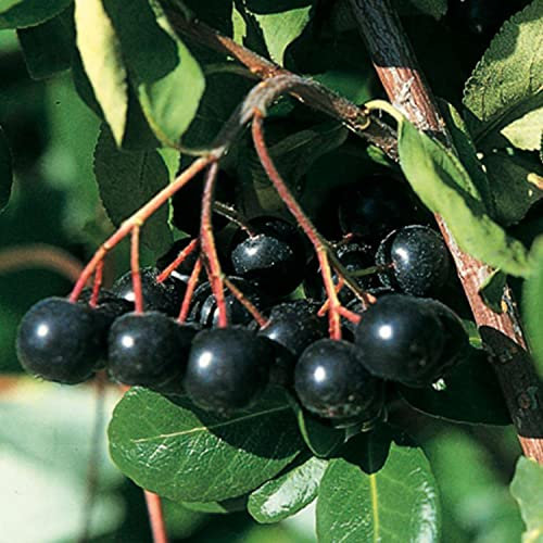 Apfelbeere 'Hugin' - Aronia melanocarpa