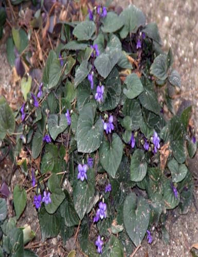 GARTHWAITE NURSERIES® : - Viola LABRADORICA Hardy Summer Perennial Potted 1 Litre Plant