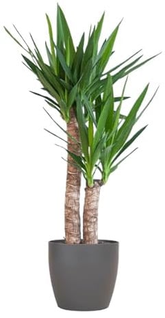 Yucca Elephantipes Plante d'intérieur géante, env. 90 cm de haut, Ø 21 cm, dans un pot Viber noir, facile d'entretien et durable