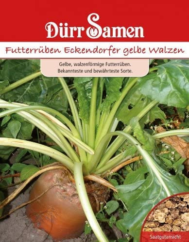 Futterrübe samen Eckendorfer gelbe Walzen Futterrübensamen Gelbe Rüben Rübensamen ca 250 Korn Saatgut Garten Dürr Samen