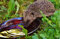 HANSEPUZZLE 20360 - Igel Puzzle 500 Teile | Tierwelt Puzzle mit hochwertiger Puzzle Aufbewahrung: Kartonbox und wiederverschließbarem Beutel | Puzzle-Maße: 46 x 30 cm
