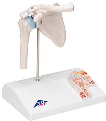3B Scientific A86/1 Mini-Schultergelenk mit Querschnitt, inkl. gratis Anatomie-Software „3B Smart Anatomy“