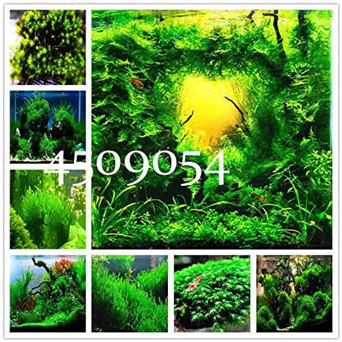 Shopvise 50Pcs Aquarium Semences à gazon, les radiations Absorptionn, poissons Contexte réservoir aquatique intérieur Graines Plantes ornementales Facile à cultiver: Mixed