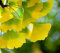 Sump Fresh 10 Pz semi di albero di Ginkgo Biloba per piantare Giallo verde