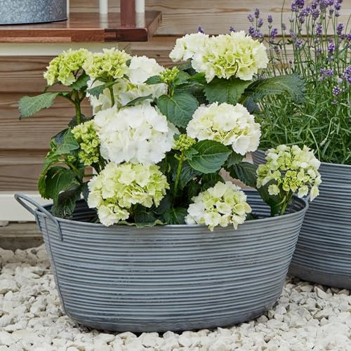 Ivyline Matlock Galvanised Metal Oval Planter - UV Stable & Frost Resistant - Decorative Stylish Weatherproof Outdoor Flower Pot - H34cm x W58.50cm