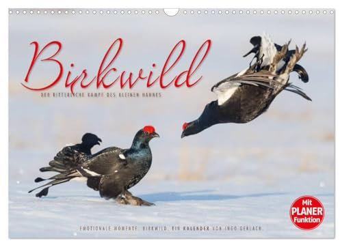 Emotionale Momente: Birkwild (Wandkalender 2024 DIN A3 quer), CALVENDO Monatskalender: Die Balz des kleinen Hahnes – atemberaubende Bilder der kleinen schwarzen Ritter. (CALVENDO Tiere)