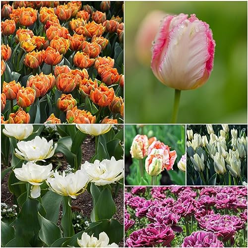 8 pcs tulpenzwiebeln bio - pflanztopf zimmerbonsai bonsai blumenzwiebel tulpenzwiebel,tulpen zwiebeln winterhart mehrjährig, flower winterlinge zwiebeln winterhart mehrjährig ausgefallene