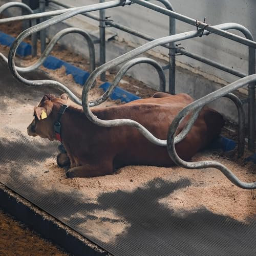 etm Stallmatte aus Gummi für Tierhaltung - Pferdematte Paddockmatte- gelenkschonend, wetterfest & einfach zu reinigen - rutschfeste Gummimatte Schutzmatte Bodenmatte Noppenmatte (200x100cm)