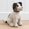 Dora Designs - Jackson the Jack Russell Dog - The Pedigree Collection - Doorstop