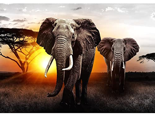 Runa Art Fototapeten 396 x 280 cm Afrika Elefant Sonnenuntergang - Vlies Wanddekoration Wohnzimmer Schlafzimmer - Deutsche Manufaktur - Grau Orange 9236012a