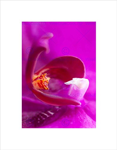 Wee Blue Coo Bilderrahmen mit pinker Orchidee und schwarzem Rahmen, gerahmt, als Geschenk, B12X9529